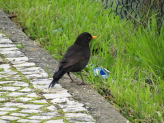Turdus merula