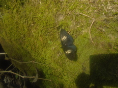 Altinote ozomene nox