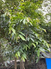 Glochidion lanceolatum