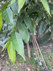 Glochidion lanceolatum