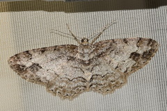 Paradarisa consonaria