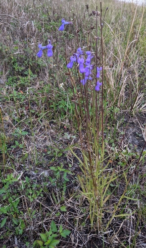 Campanulaceae image