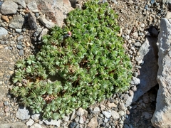 Oxalis adenophylla