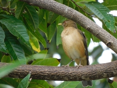 Turdus grayi