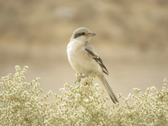 Lanius excubitor pallidirostris