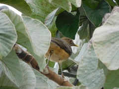 Turdus grayi
