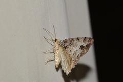 Paradarisa consonaria