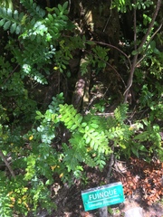Weinmannia trichosperma