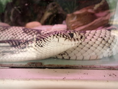 Pituophis melanoleucus