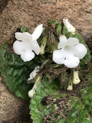 Streptocarpus pusillus