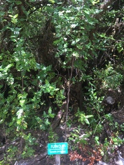 Weinmannia trichosperma