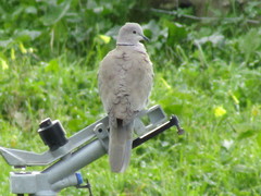Streptopelia decaocto