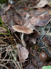 Psathyrella suavissima