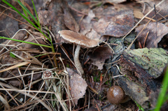 Psathyrella suavissima
