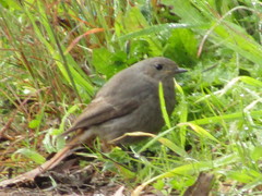 Phoenicurus ochruros