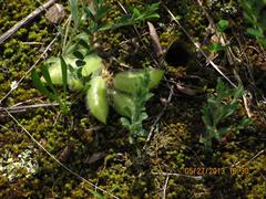 Astragalus tennesseensis