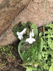 Streptocarpus pusillus