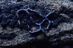 Willkommlangea reticulata