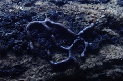 Willkommlangea reticulata