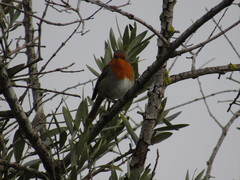 Erithacus rubecula