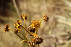 Espeletia boyacensis