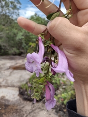 Jacaranda irwinii