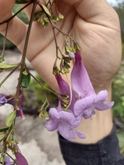 Jacaranda irwinii