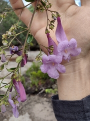 Jacaranda irwinii