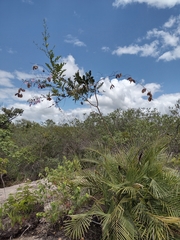 Jacaranda irwinii