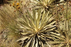 Espeletia boyacensis