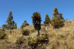 Espeletia guacharaca