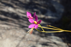 Chironia jasminoides
