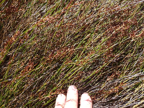 Image of Restio luxurians by (c) Shaun Swanepoel, some rights reserved (CC BY)