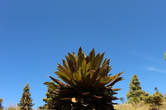 Espeletia guacharaca