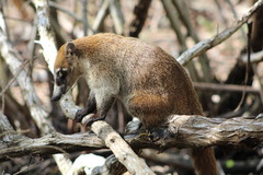 Nasua narica yucatanica