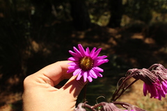 Senecio formosoides