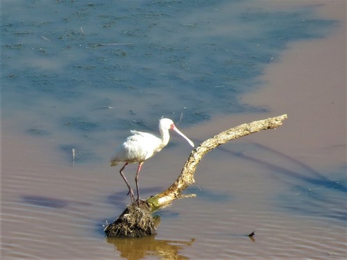 colhereiro-africano (Platalea alba)