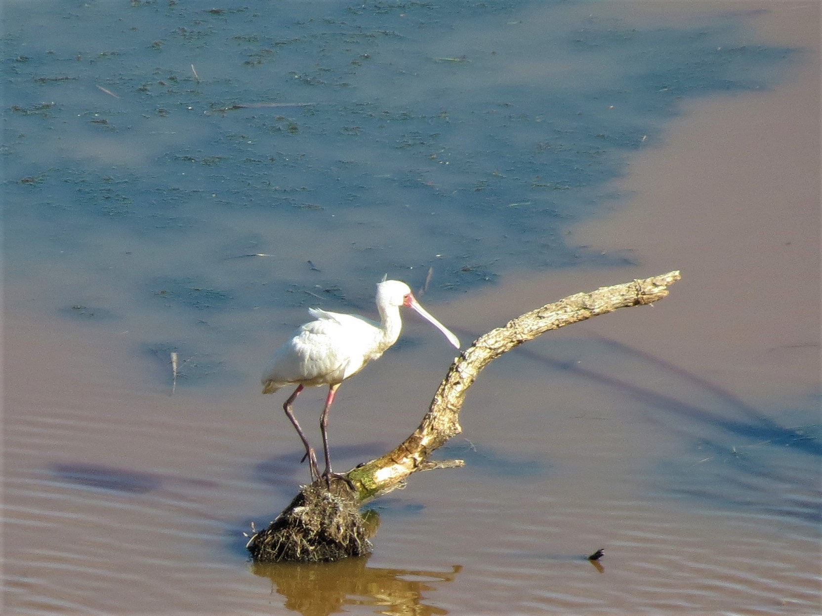 African Spoonbill (Platalea alba)