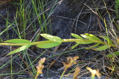 Chironia jasminoides