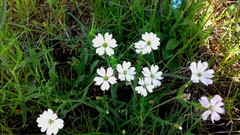 Silene samojedorum