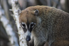 Nasua narica yucatanica