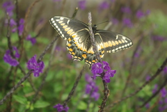 Papilio polyxenes americus