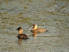 Thalassornis leuconotus