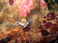 Gnathophyllum elegans