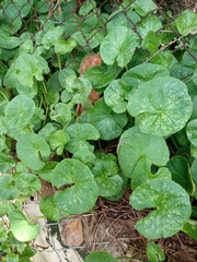 Centella asiatica