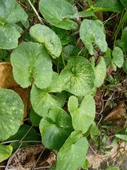 Centella asiatica