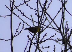 Setophaga pinus