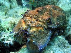 Scyllarides latus