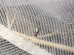 Elachista freyerella