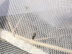 Elachista freyerella